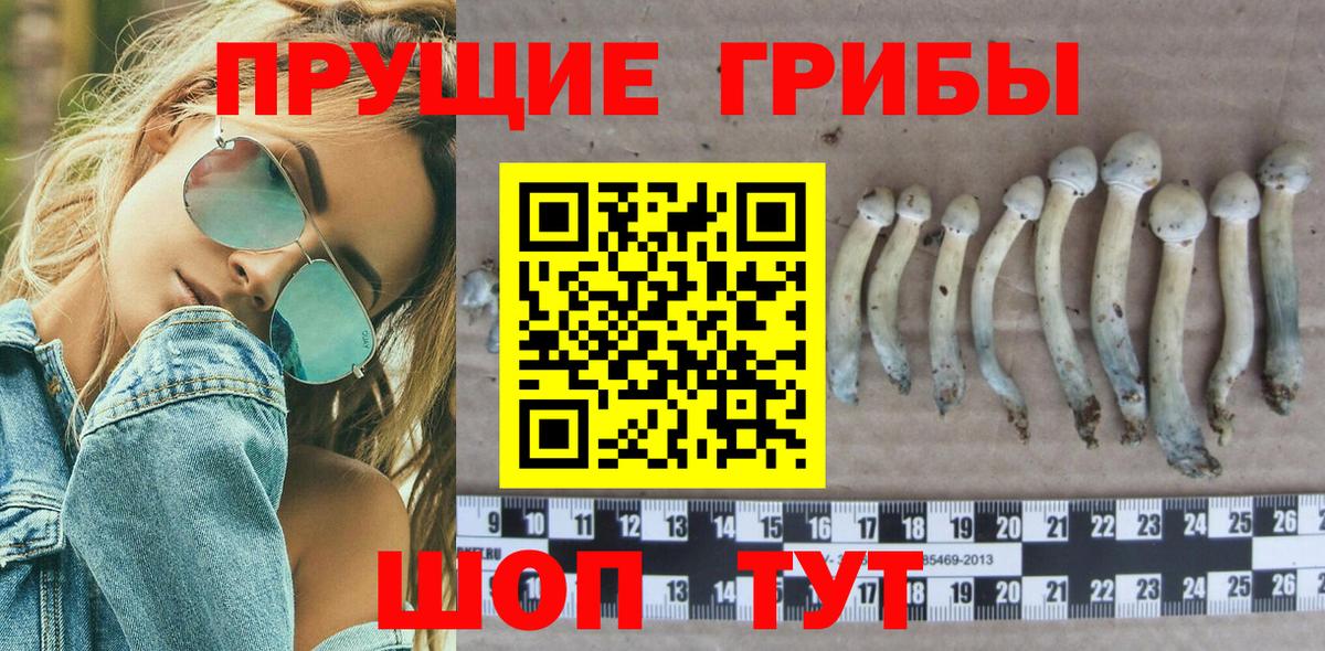 как найти наркотики  Псилоцибиновые грибы Psilocybine cubensis  Вход с VPN  Миллерово 